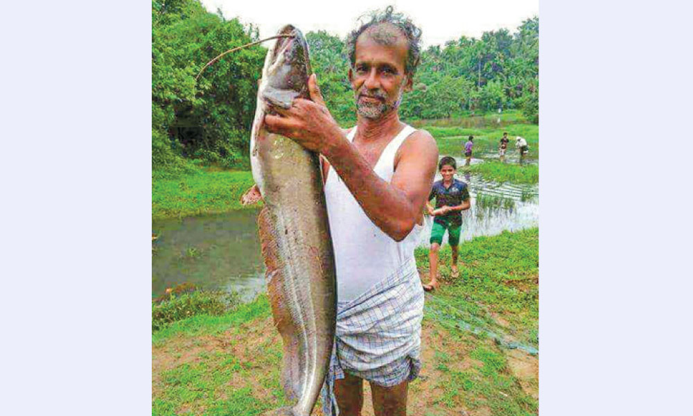 বোয়াল