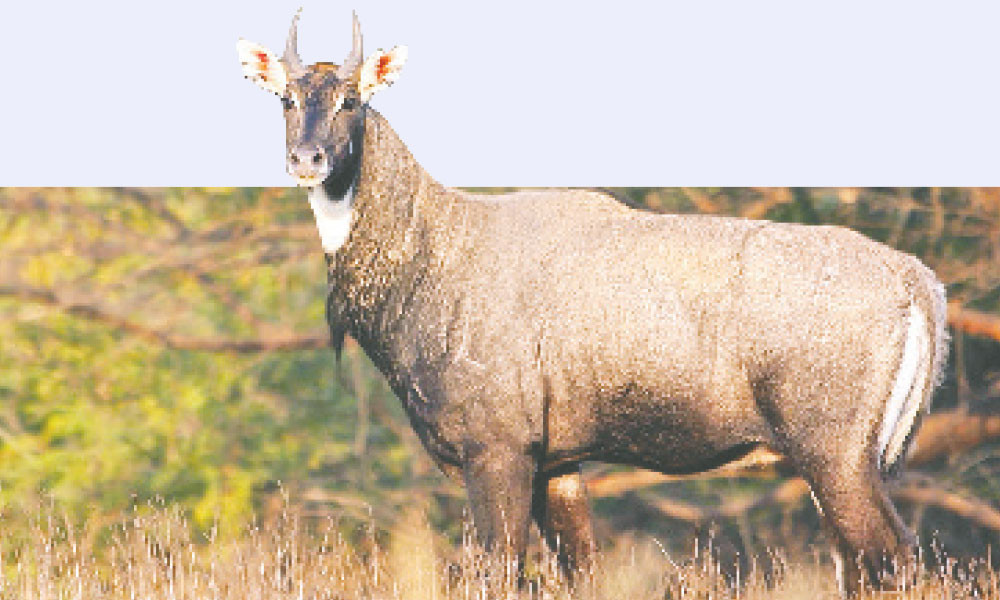 নীলগাই
