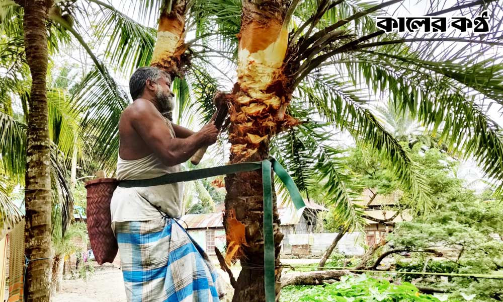 উপকূল থেকে হারিয়ে যাচ্ছে খেজুর গাছ