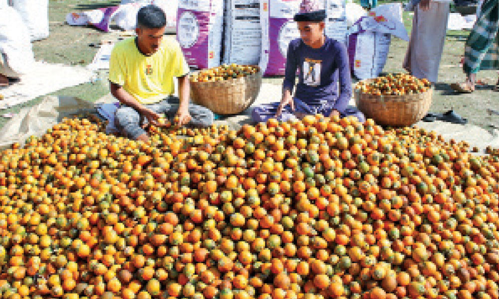 স্বরূপকাঠির সুপারি যাচ্ছে ভারতে