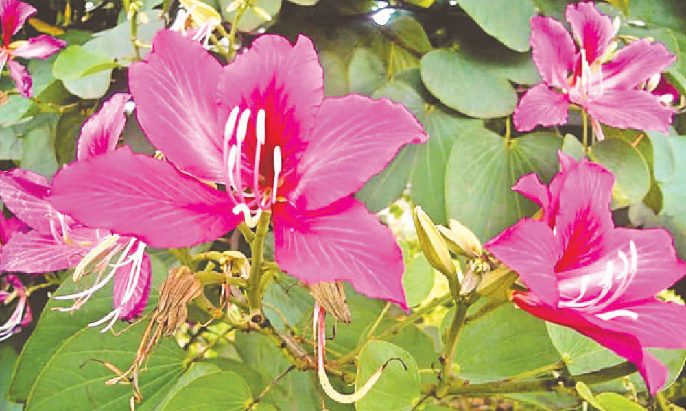 হেমন্তের নজরকাড়া দেবকাঞ্চন