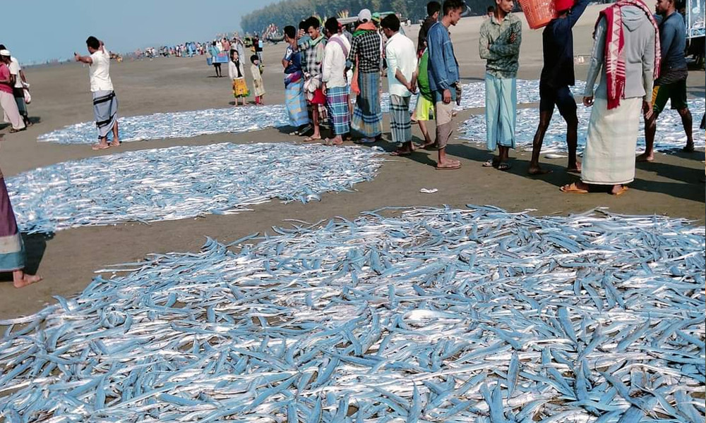 জালে একসঙ্গে ১৭ মণ ছুরি মাছ পেলেন জেলে