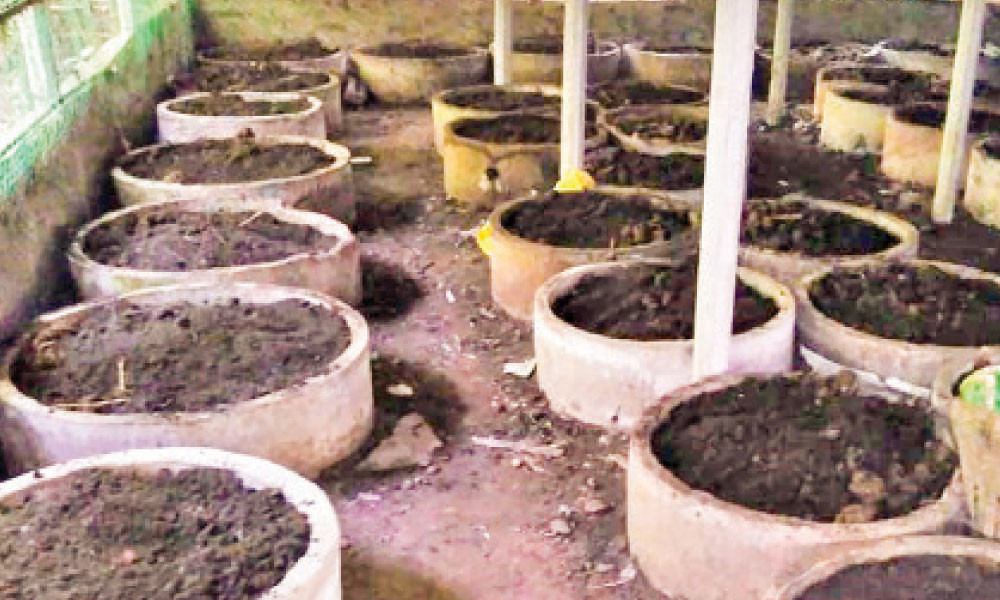 নিরাপদ সবজি চাষে কেঁচো সার