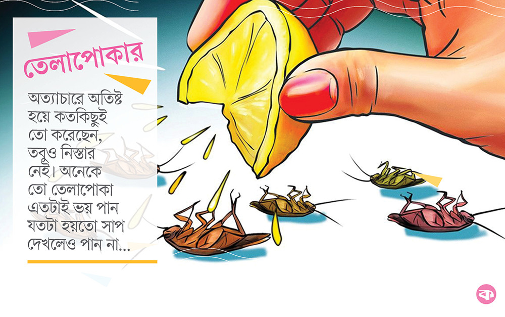 তেলাপোকার উপদ্রব কমাতে ঘরোয়া উপায়