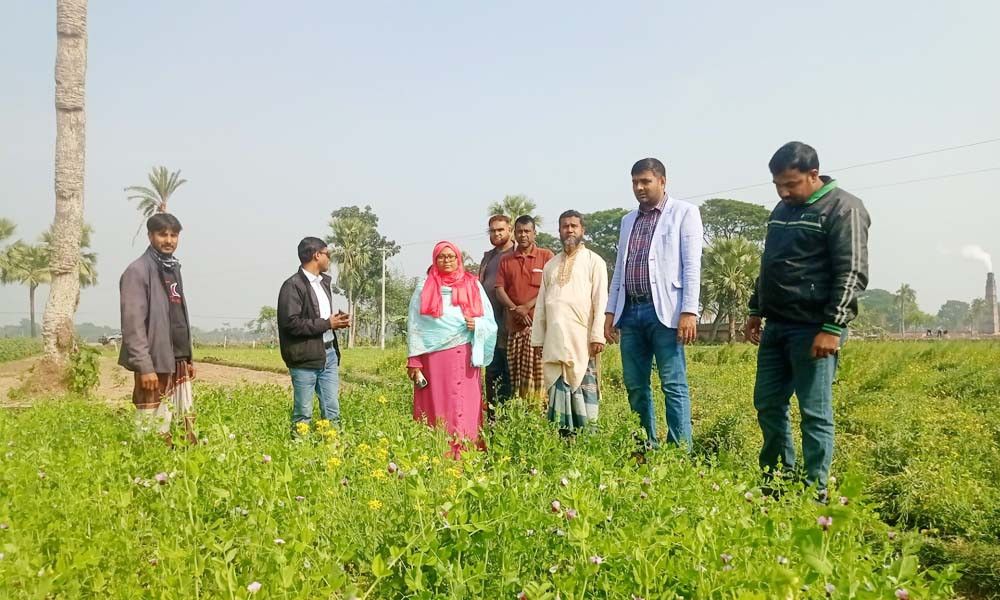 মটরশুঁটি চাষে ঝুঁকছেন মণিরামপুরের কৃষকরা