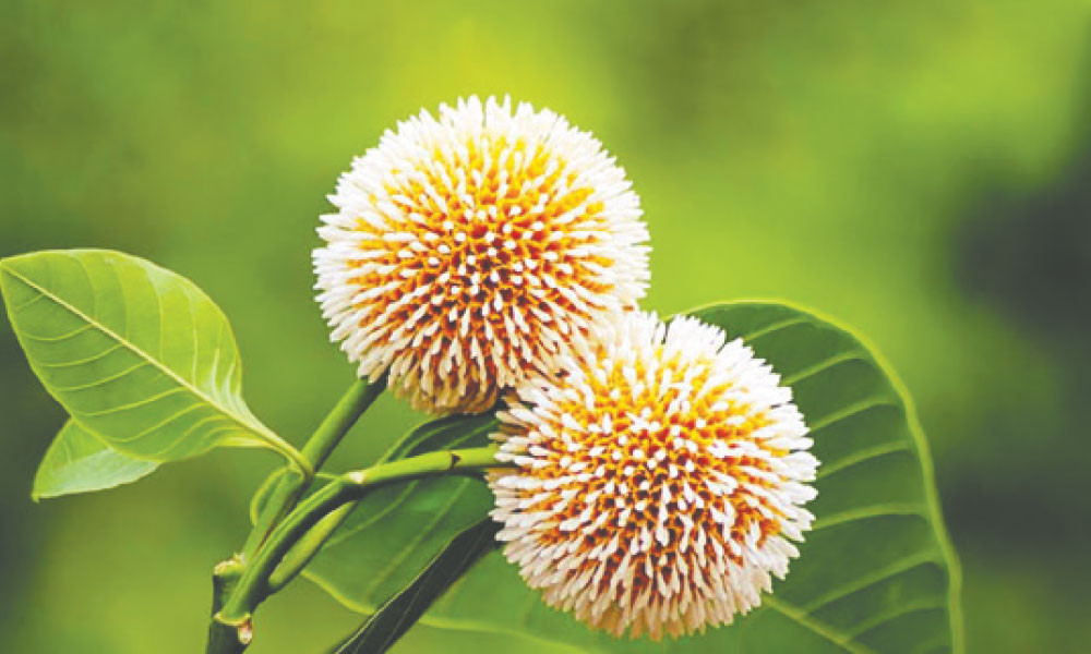 কদম