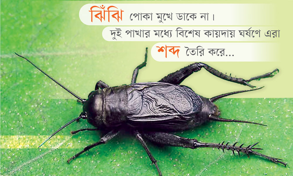 ঝিঁঝি পোকা