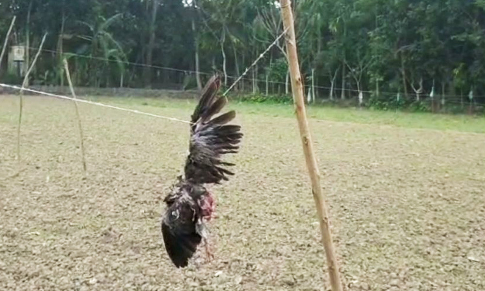 ফসল খাওয়ায় পাখি মেরে দড়িতে ঝুলিয়ে রাখেন সাবেক ইউপি সদস্য