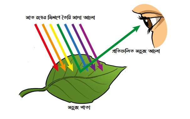 গাছের পাতা সবুজ দেখায় কেন?