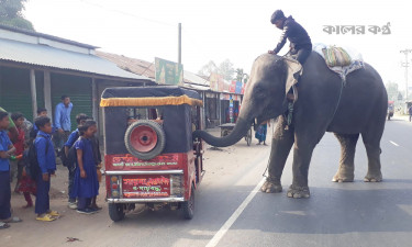 দিনাজপুরে মেলায় আসা সার্কাসের হাতি দিয়ে চাঁদাবাজি