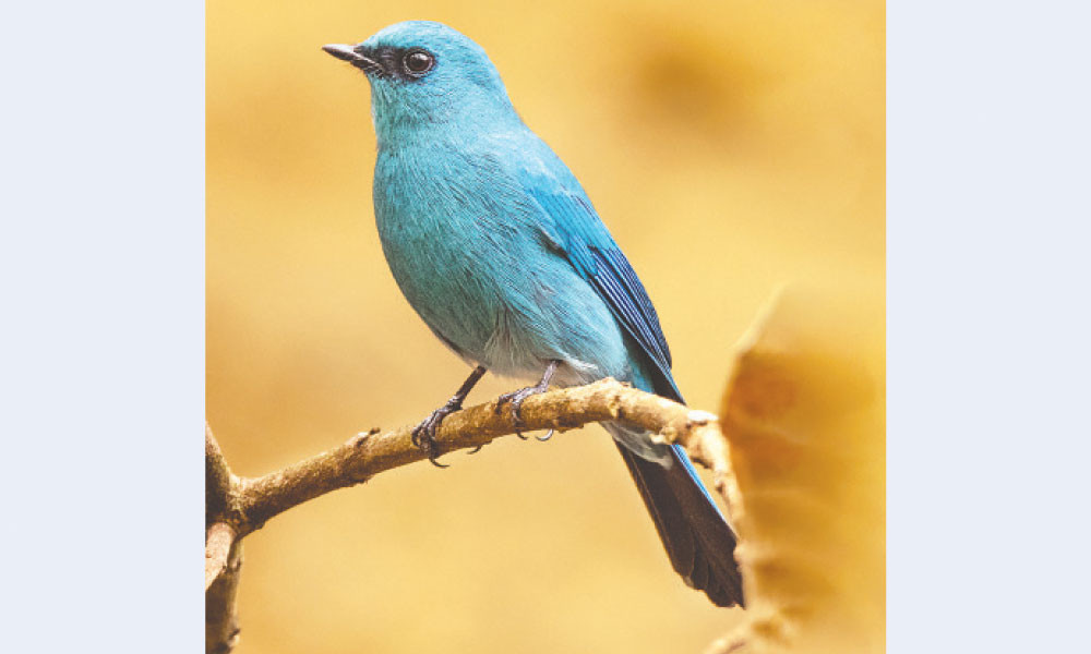 শীতের পাখি অম্বর চুটকি