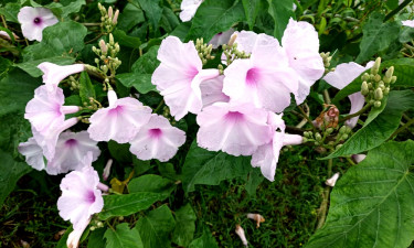হাওরের ঢোলকলমি