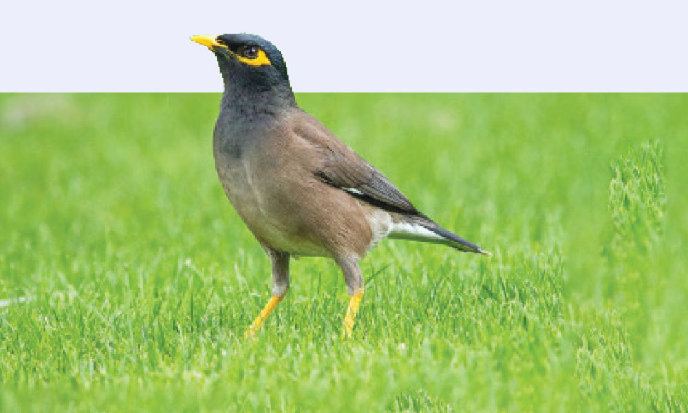 শালিক
