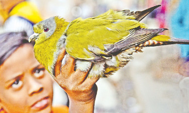হরিয়াল