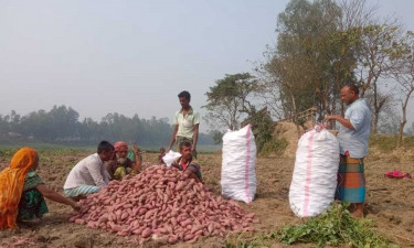 মিষ্টি আলুতে কৃষকের মুখে হাসি