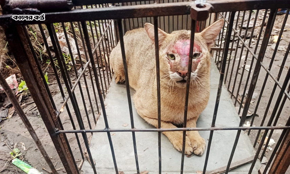 শতাধিক হাঁস-মুরগি খাওয়া প্রাণীটি গ্রামবাসীর ফাঁদে আটক