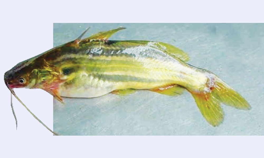 টেংরা মাছ