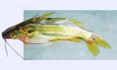 টেংরা মাছ