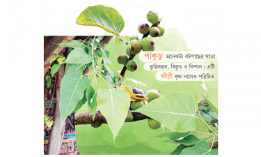 পাকুড়