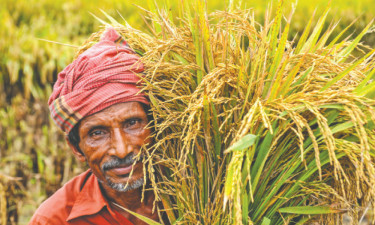 কৃষি প্রক্রিয়াকরণ ও বাণিজ্যিক ব্যবস্থায় জোর দিতে হবে