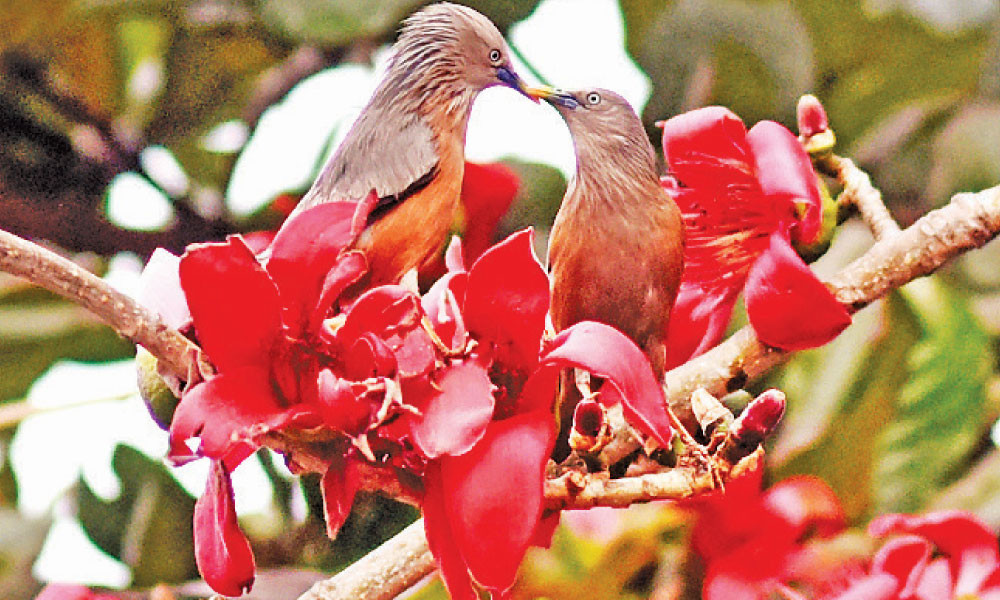 বসন্তের সঙ্গে আজ ভালোবাসার দিন