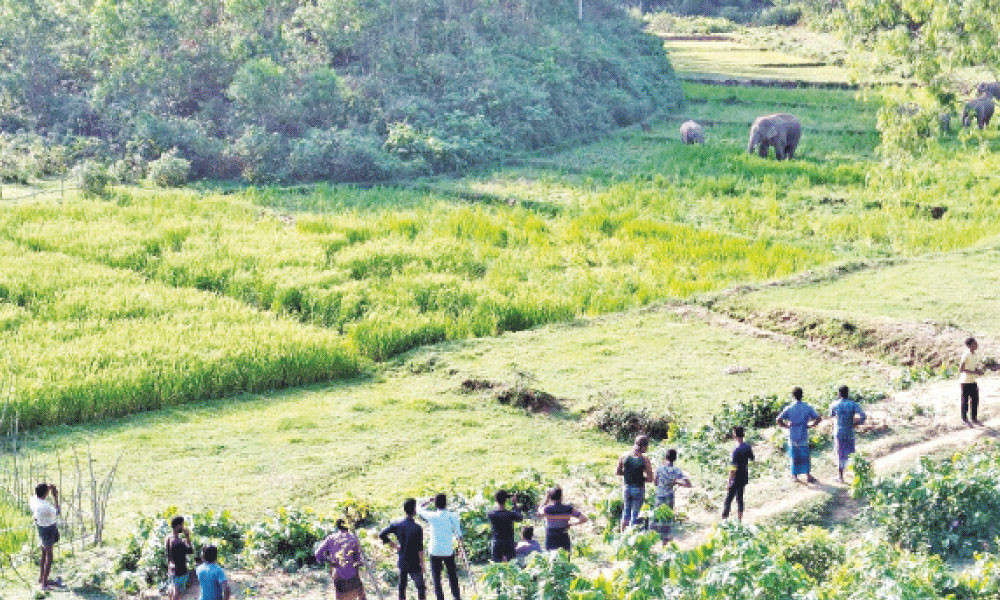 হাতি আর মানুষের দ্বন্দ্ব