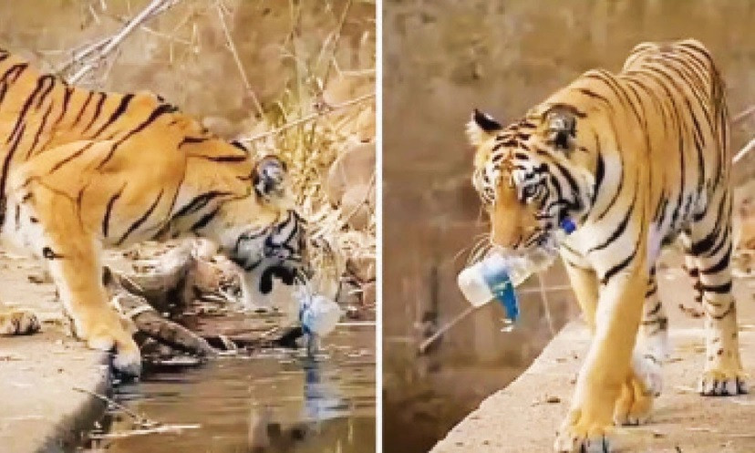 প্লাস্টিক দূষণের শিকার হচ্ছে বনের বাঘও