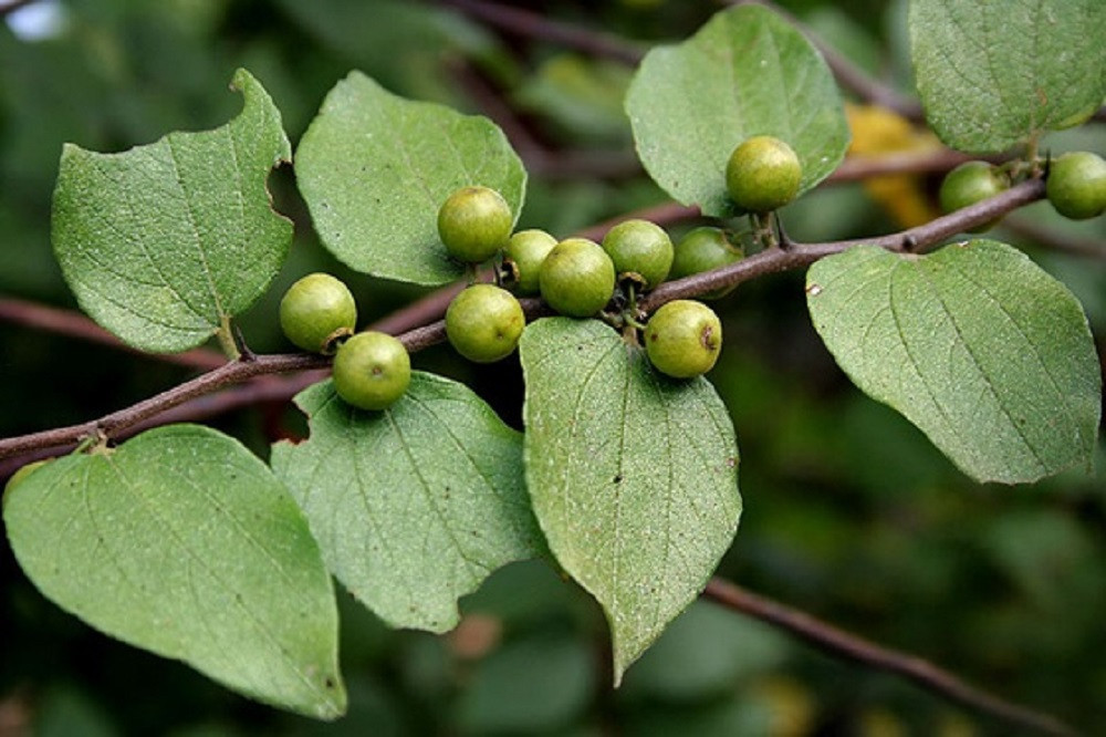 হারিয়ে যাওয়া বুনোফল শিয়াকুল