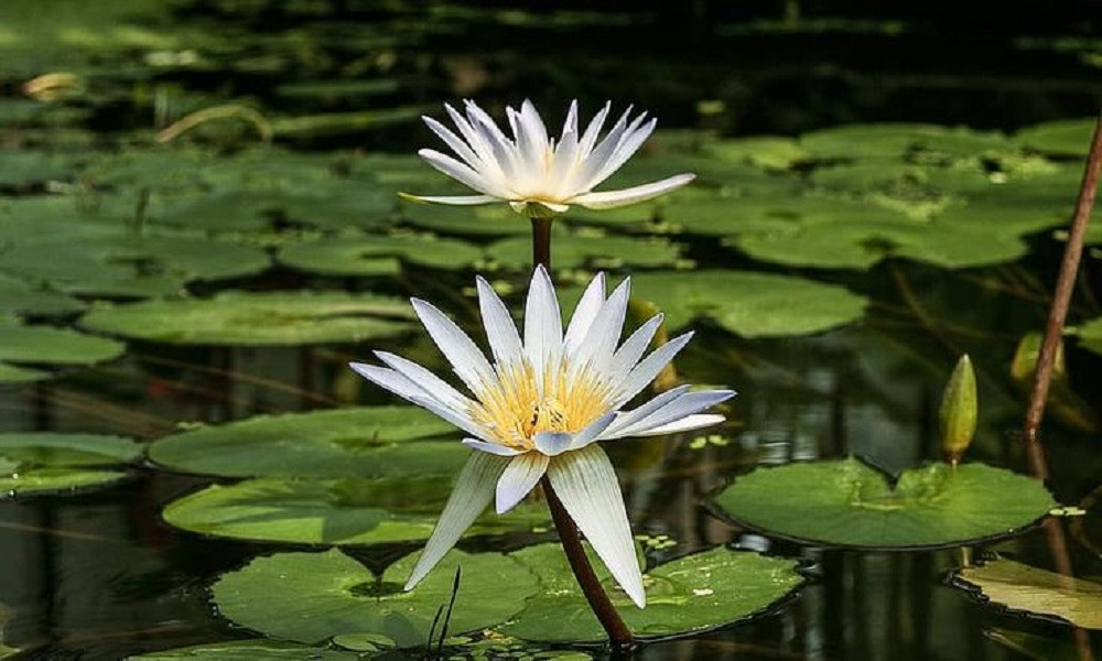 জাতীয় ফুলের খোঁজে