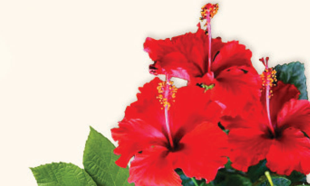 জবা ফুল