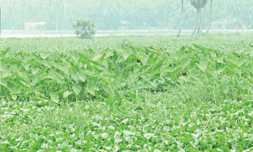ডাকাতিয়া প্রাণ হারিয়ে এখন মরা নদী