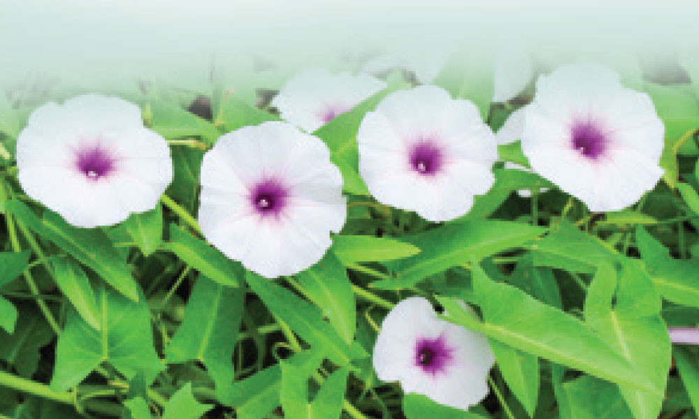 কলমি