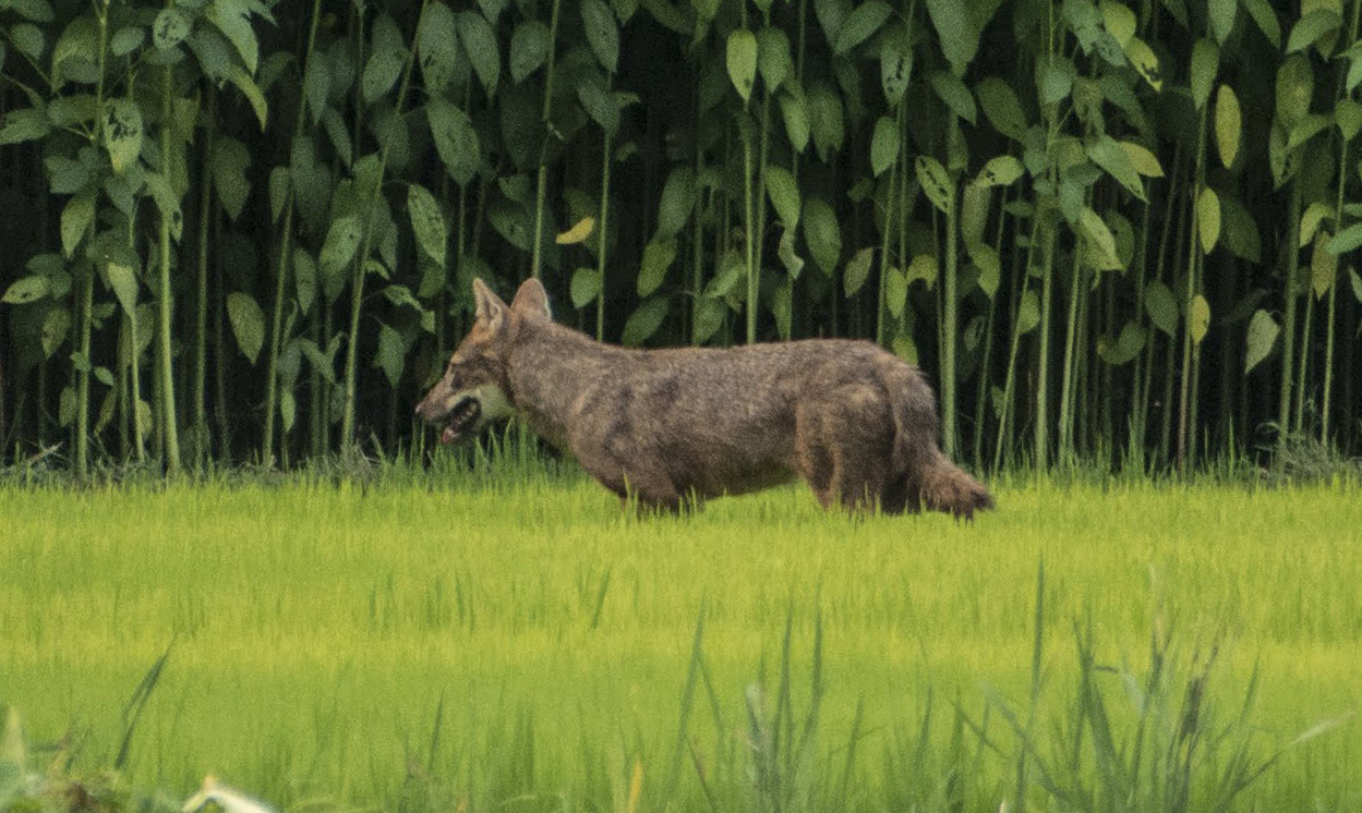 শিয়ালের গল্প, শিয়ালের ছবি