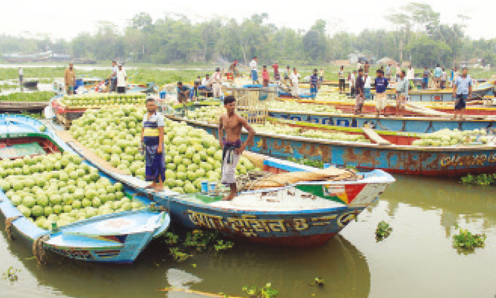 প্রতি হাটে দেড় কোটি টাকার তরমুজ বিক্রি