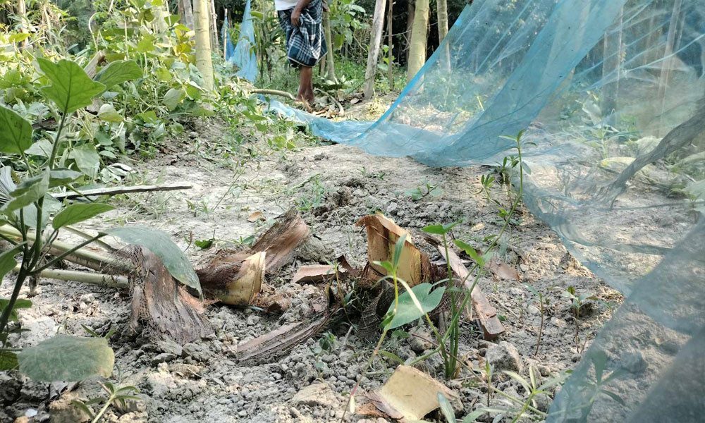 জমি নিয়ে বিরোধ : আক্রোশের শিকার অর্ধশতাধিক ফলদ গাছ