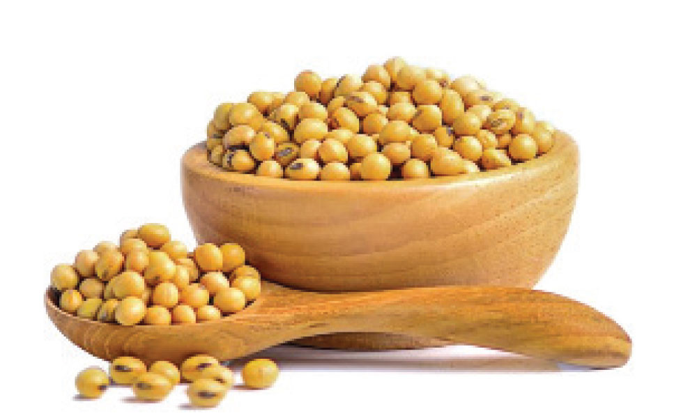 সয়াবিন