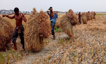 বোরো আবাদে বাম্পার ফলন : অভিশপ্ত ভবদহ পাড়ের কৃষকের মুখে হাসি