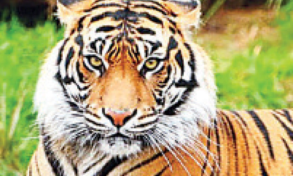 ২৩ বছরে ৪২ বাঘের মৃত্যু