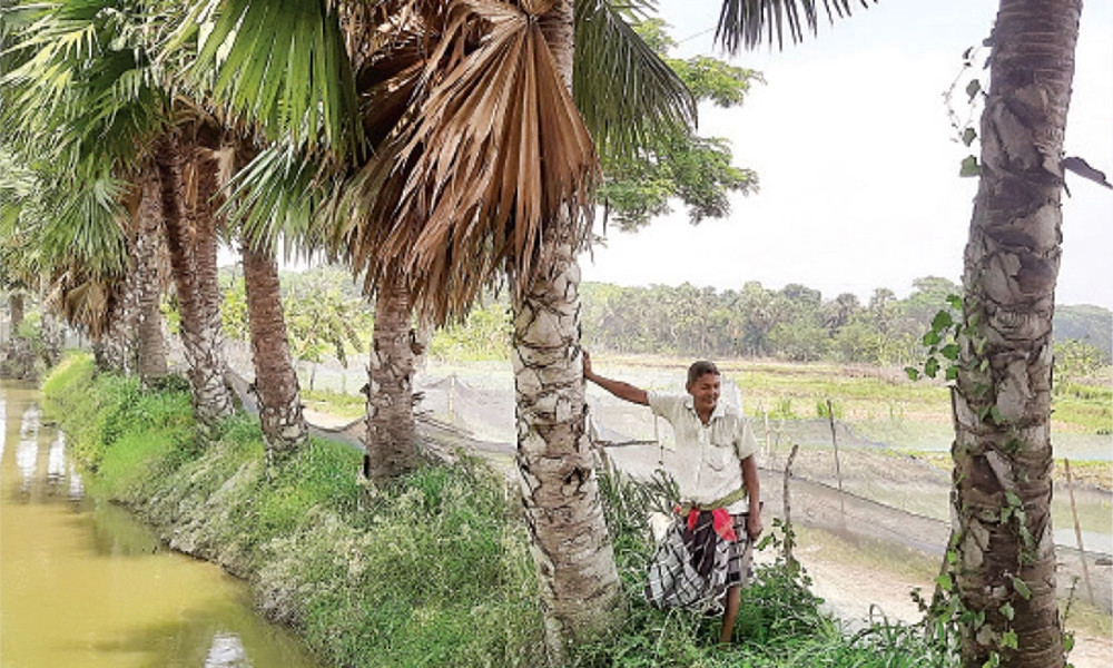 তিন লাখ তালগাছ লাগিয়েছেন চিত্তরঞ্জন