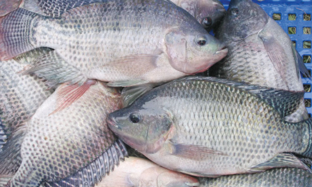 তেলাপিয়া