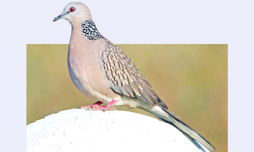ঘুঘু