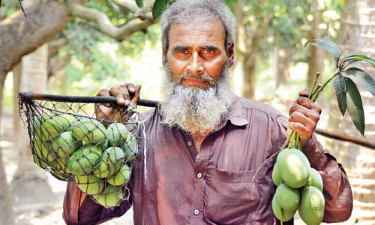 রাজশাহীতে গুটি আম বাজারজাত শুরু