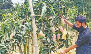 শখের আমবাগানে সুখের ঠিকানা