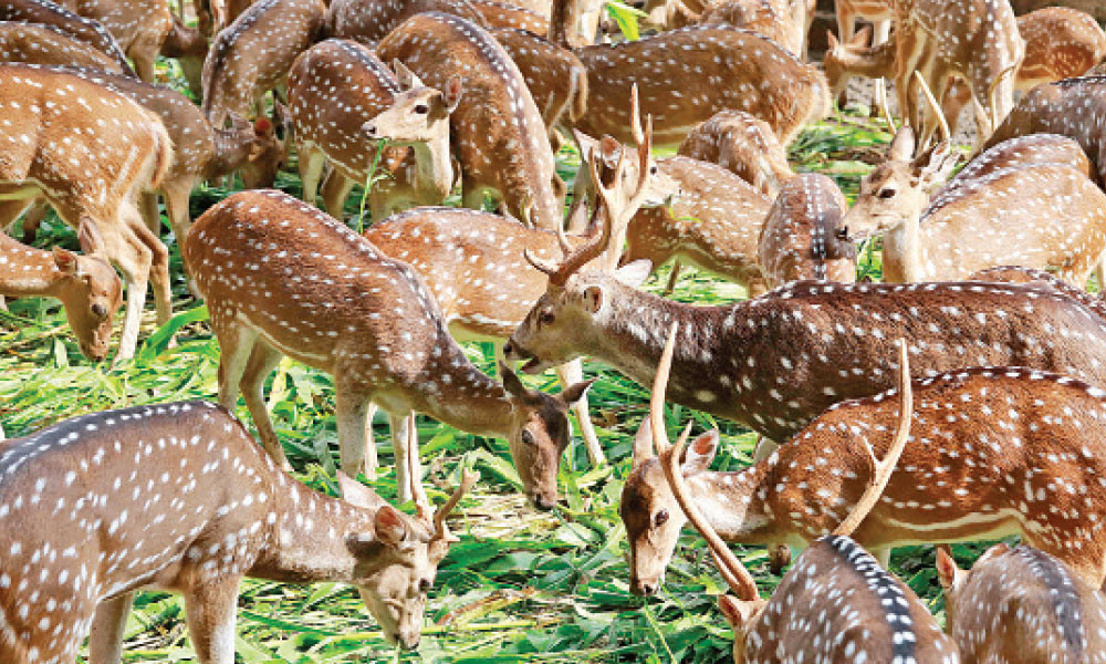 চিড়িয়াখানায় ধারণক্ষমতার পাঁচ শতাধিক বেশি প্রাণী