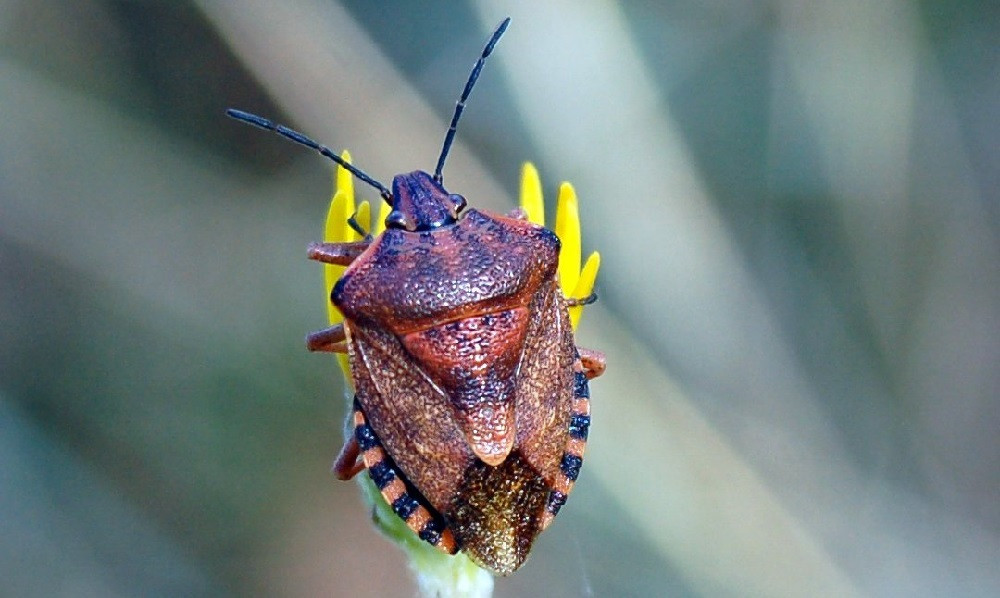 কটুগন্ধের গান্ধী পোকা