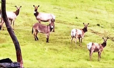 বন্য এলকের পালে এক পোষা গাধা