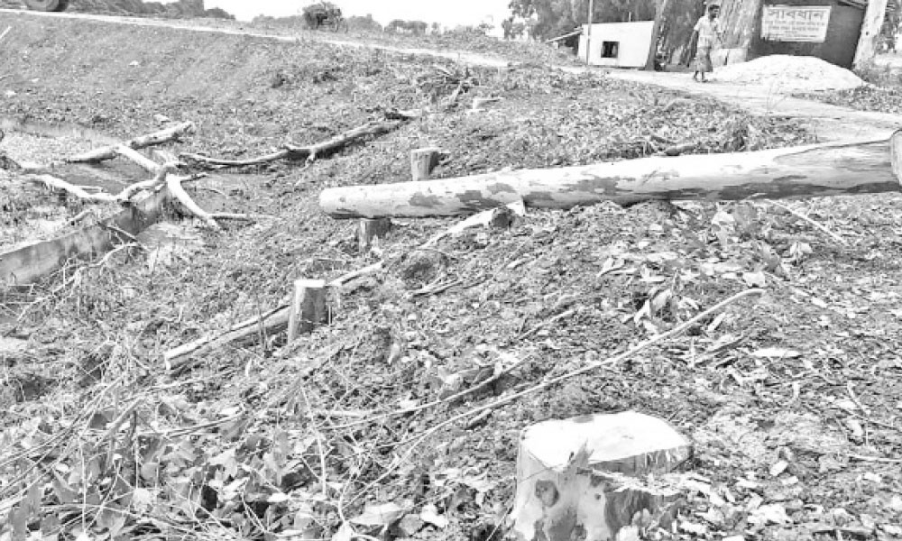 অনুমোদন ছাড়াই সড়কের গাছ কাটার অভিযোগ