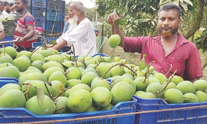 হাঁড়িভাঙার ২০০ কোটি টাকার বাজার