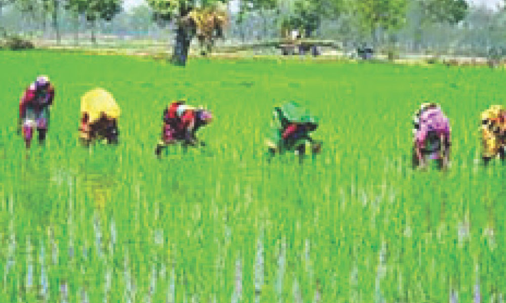জনপ্রতি কৃষিজমির পরিমাণ কমছেই