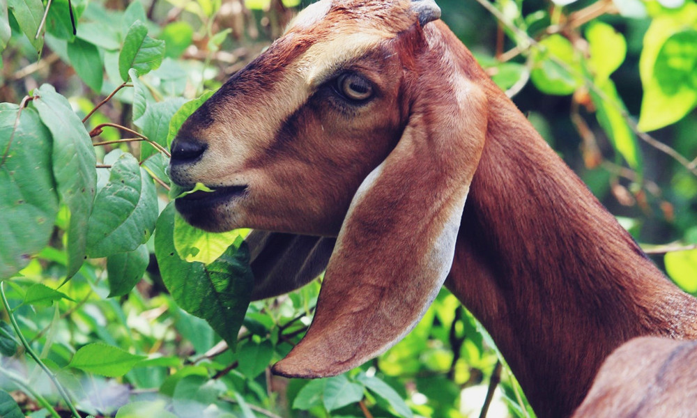 ছাগল-ভেড়া প্রসঙ্গে মহানবী (সা.) যা বলেছেন